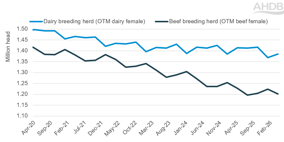 Line chart showing breeding herd size